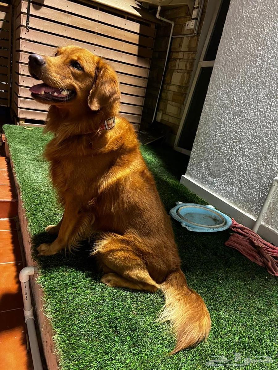 dvd وكلب للبيع64606262534274114