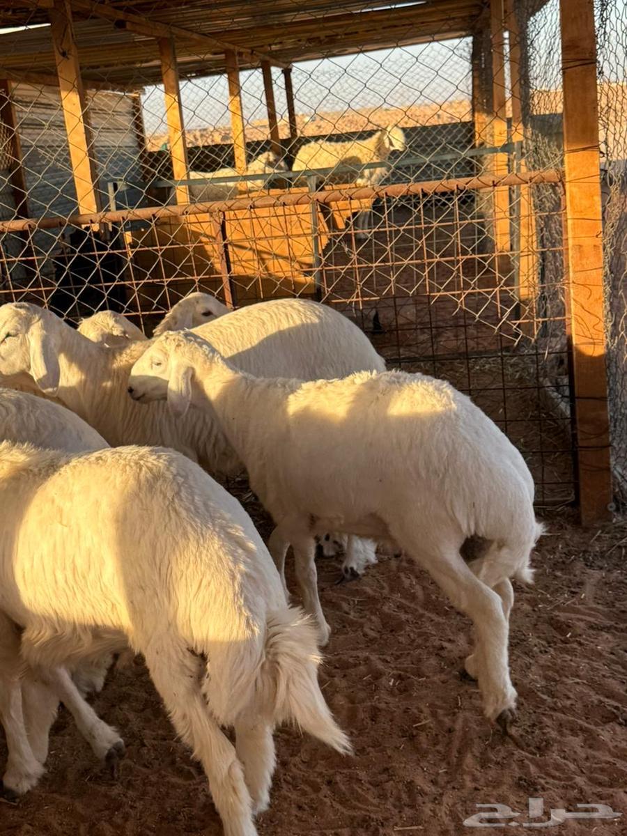 ذبايح نعيمي حري ذبائح سواكني ذبح وتوصيل64608631622019114