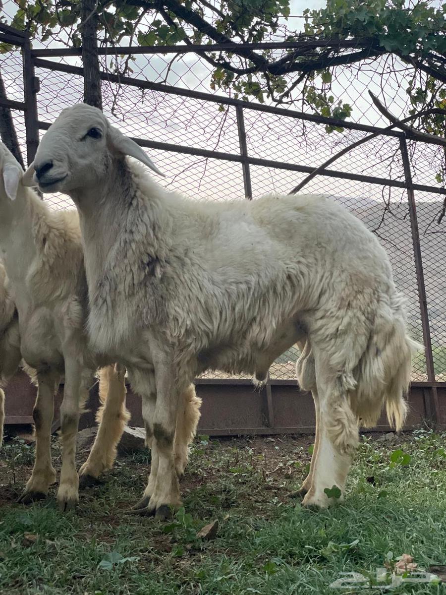 طليان للبيع64615374555137114