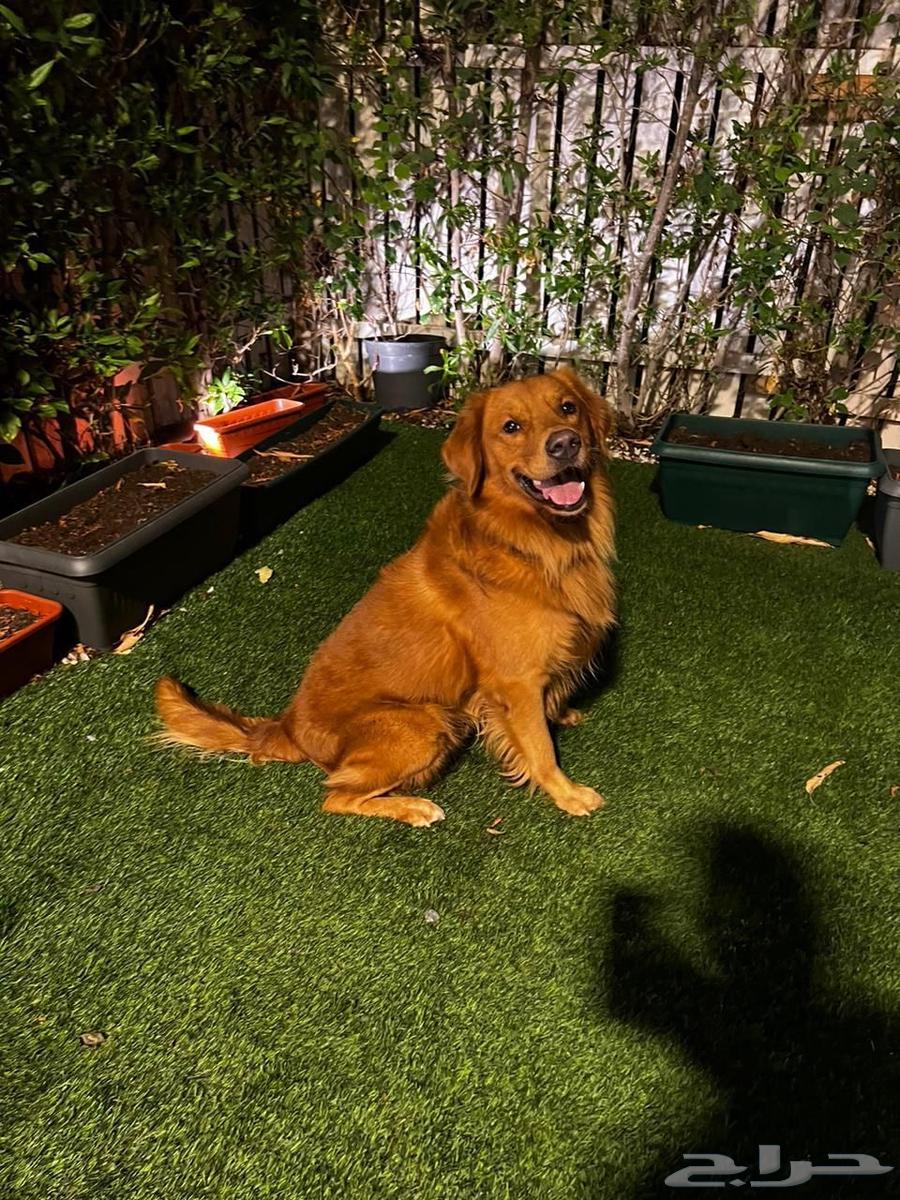 dvd وكلب للبيع64606262534274112