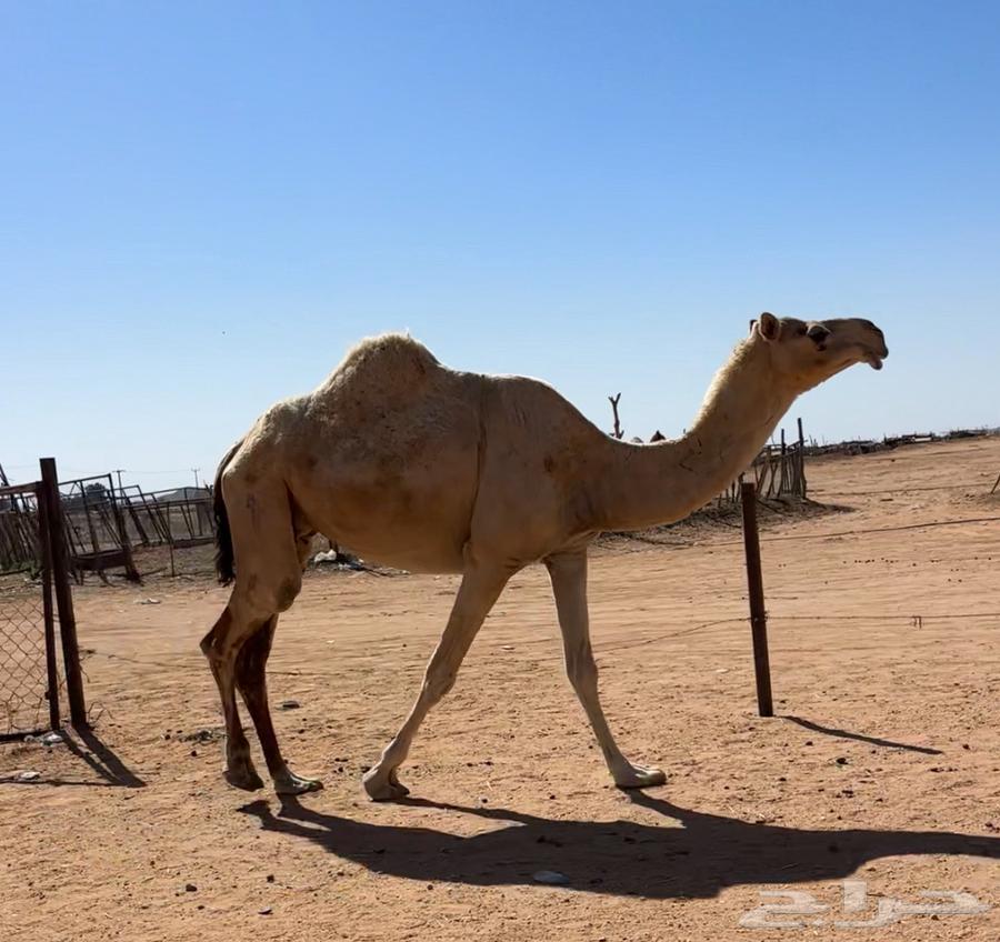 لقحه قريب64609225103363111