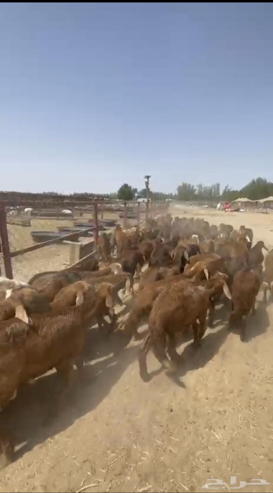 يابلاش سواكني حمري ب 780 فقط64609112914051110