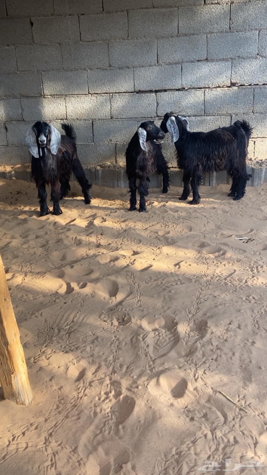 ثلاث تيوس للبيع السوم 78064623704271874110