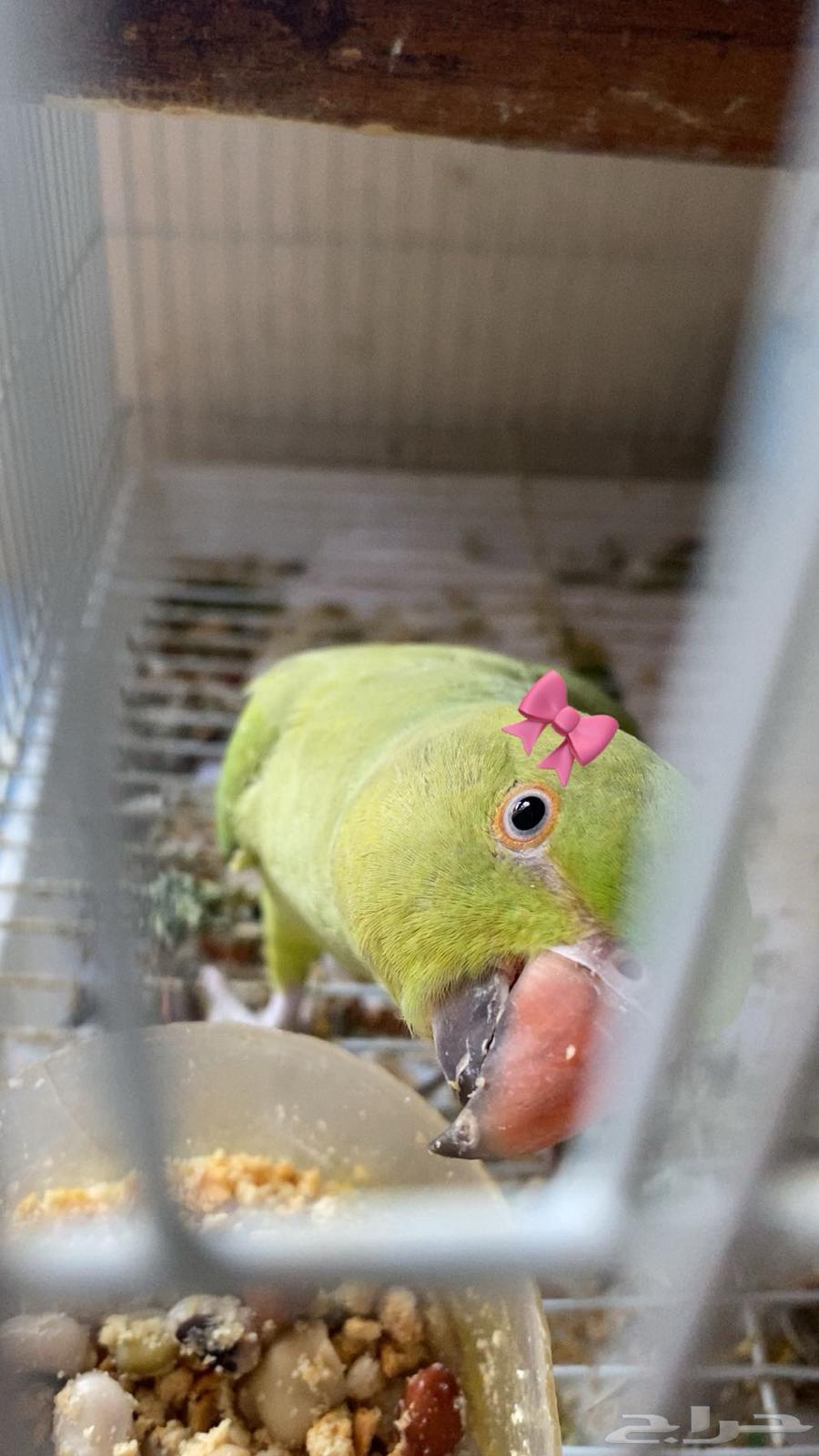 أنثى دره هندي اليف64618326742401110