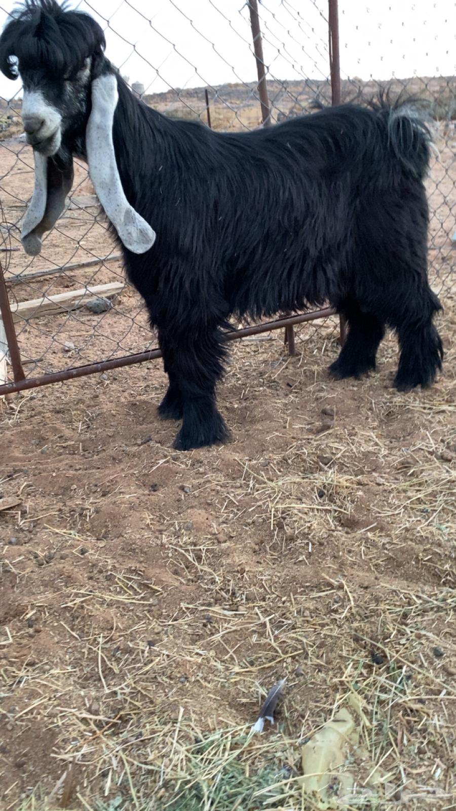 تيس عارضي صنف فاخر64623146703619110