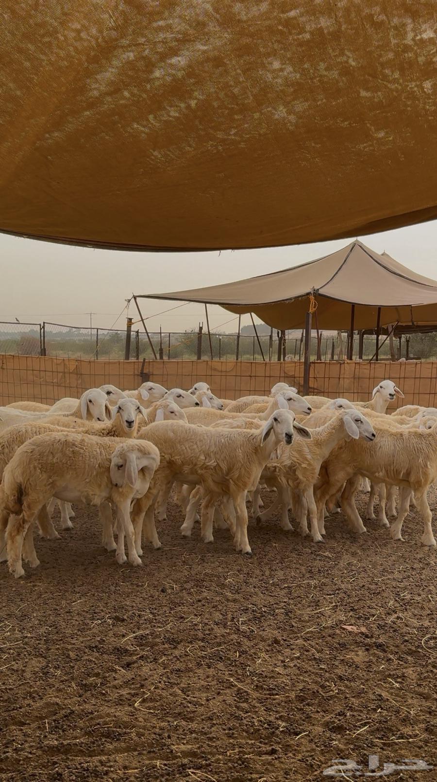 رخال حري 43 راس للبيع64620142343810111