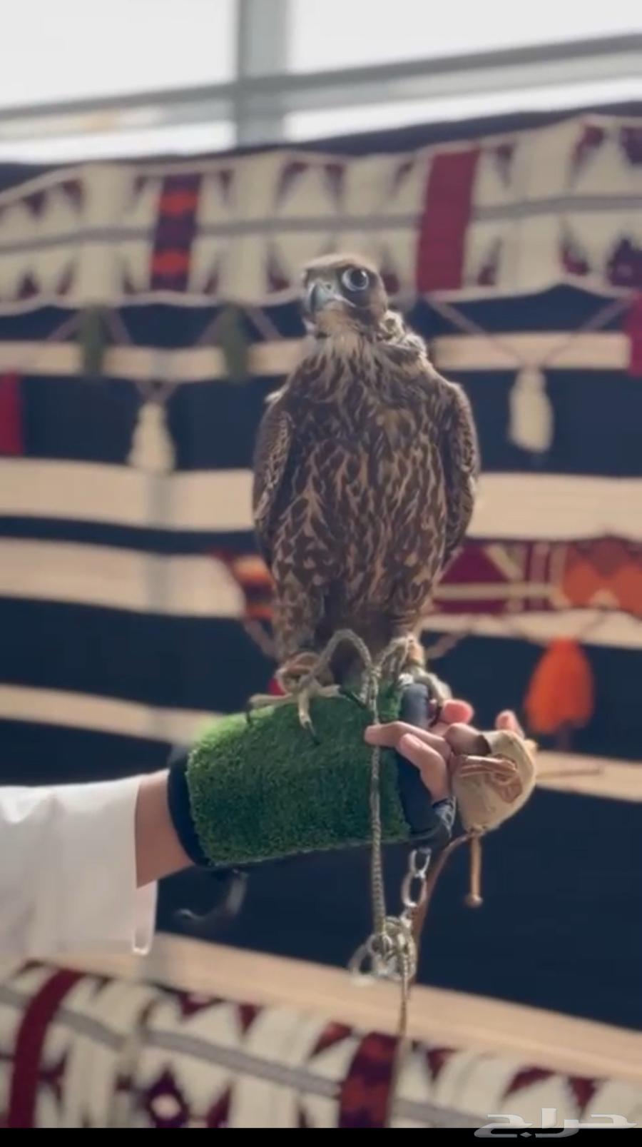 خيل وصقر وجمل للإيجار ب أسعار مناسبه64616566731905111