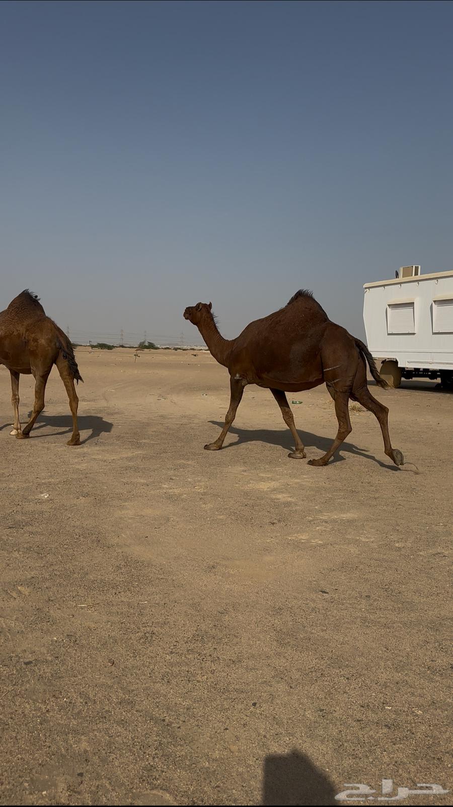 ناقتين سواحل حمر ملاقي64625136351105112