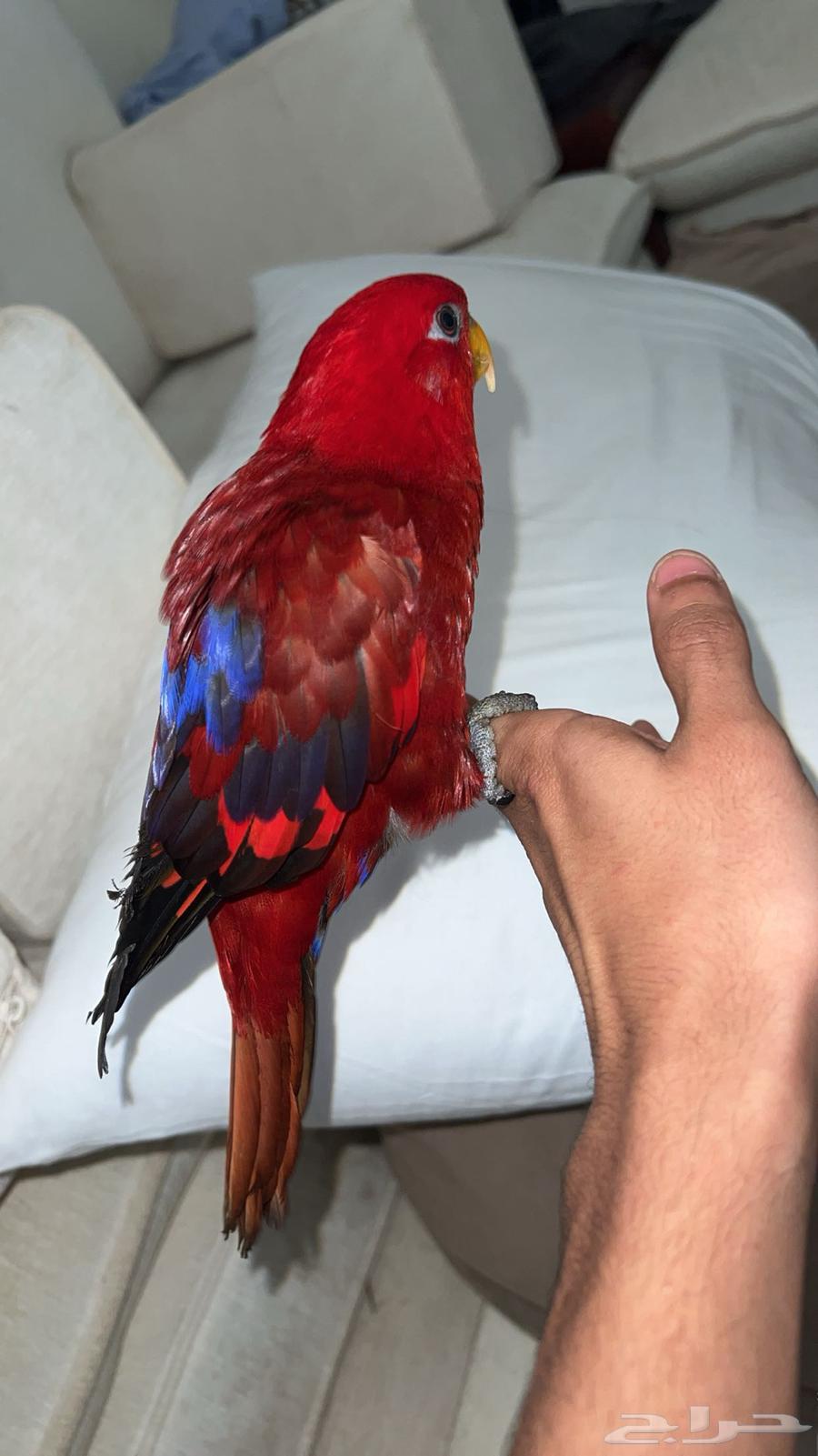 رد لوري اليف ومتكلم تم البيع الله يبارك لراعيه64622103774209111