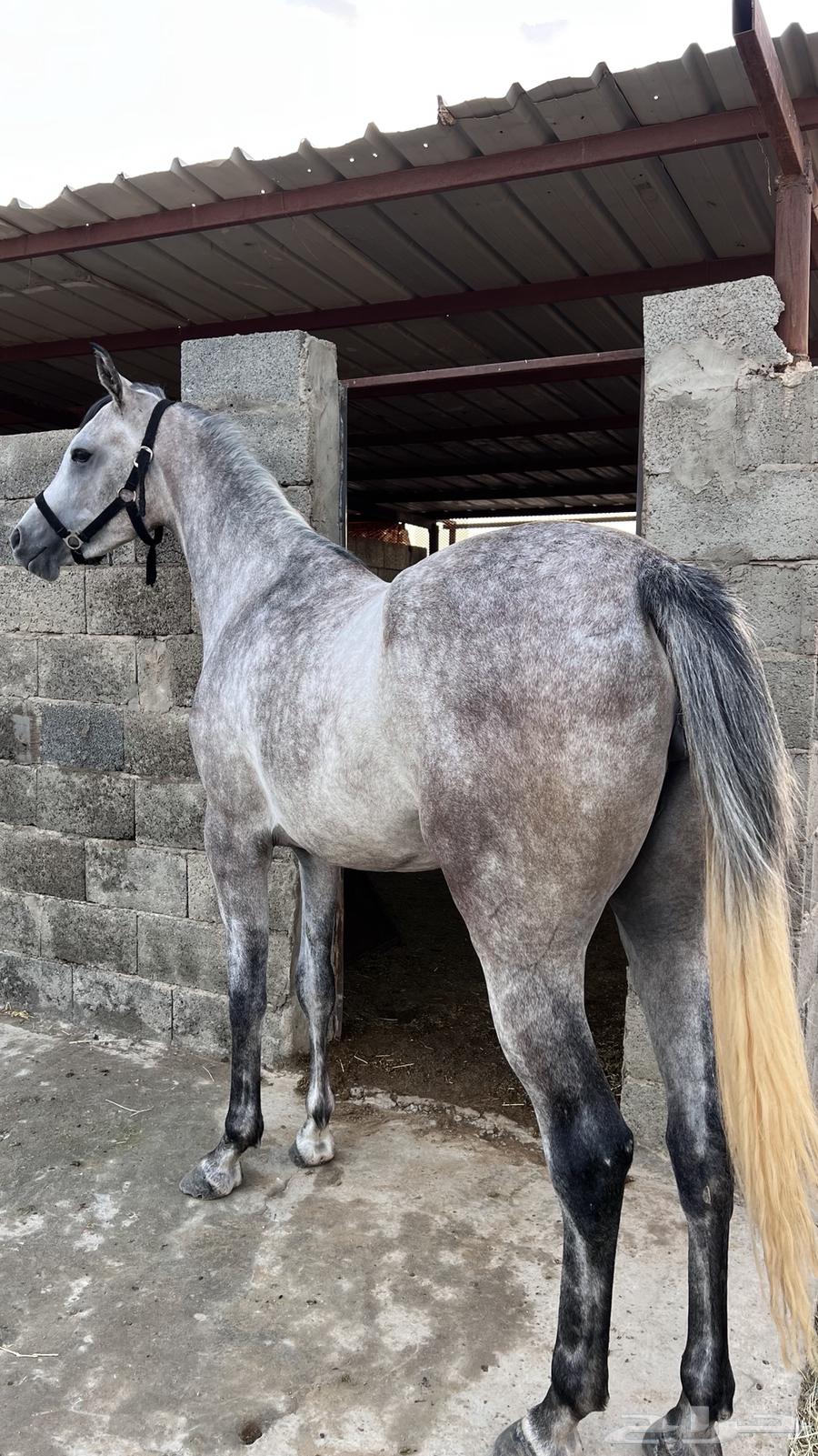 مهره عربيه شعبيه64616467828482111