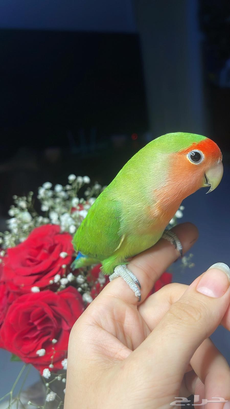 للبيع ببغاء الروز الأليف64623740912513112