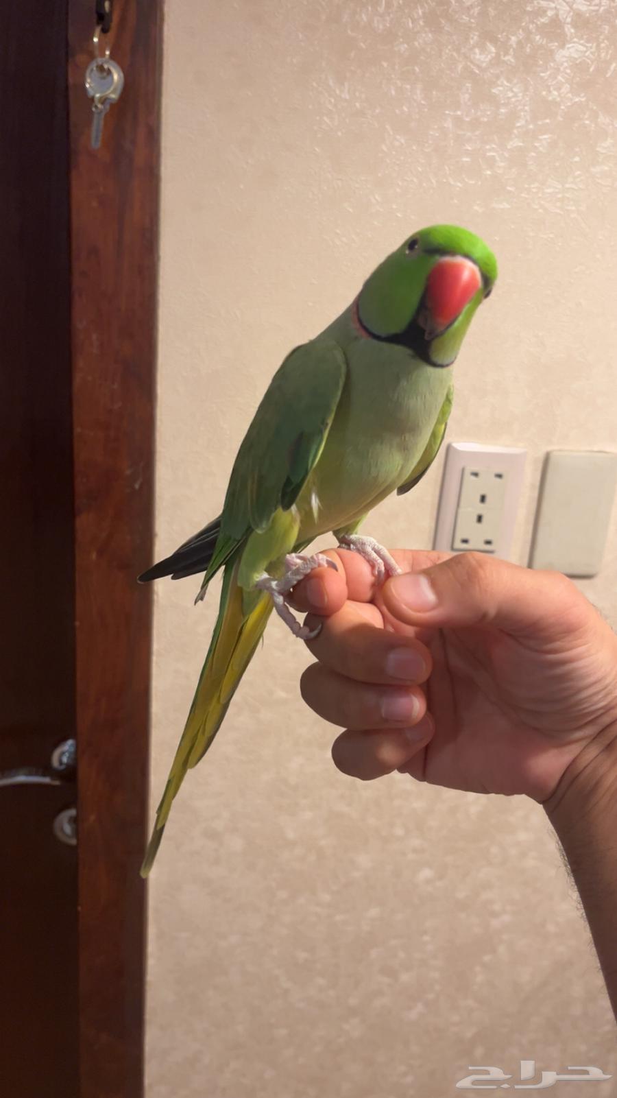 تم البيع تم البيع فحل دره64621204942722111