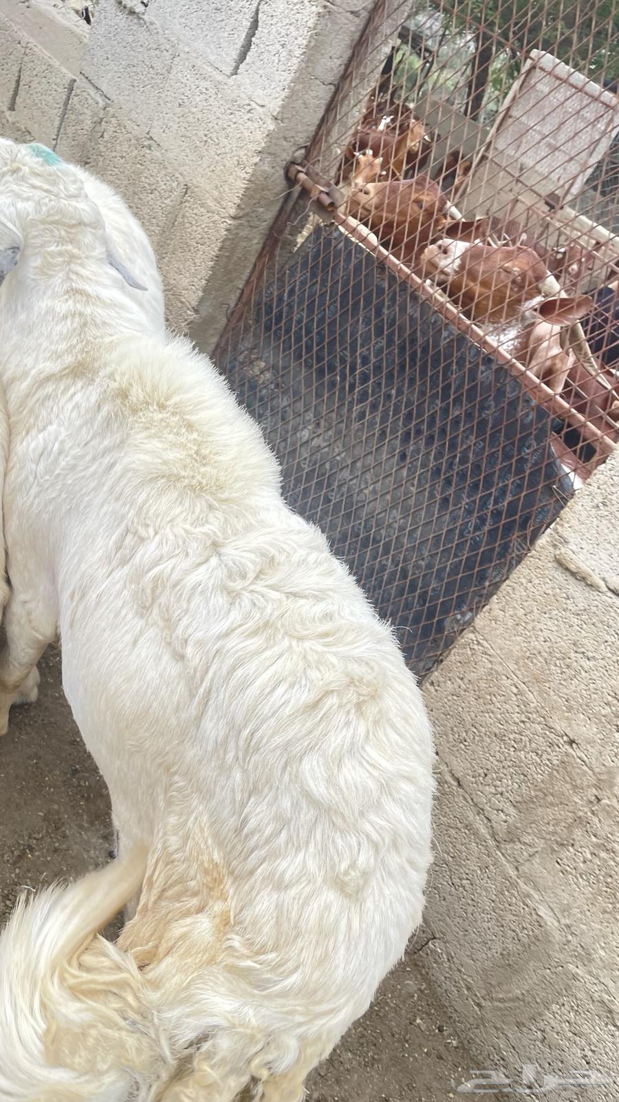 خروف توه جامع حار ماشاءالله64612176976257111