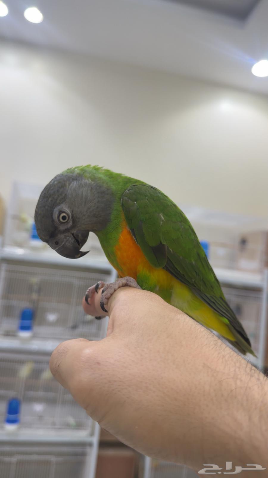 ببغاء سينغالي ( يوجد تابي وتمارا )64622450621057112