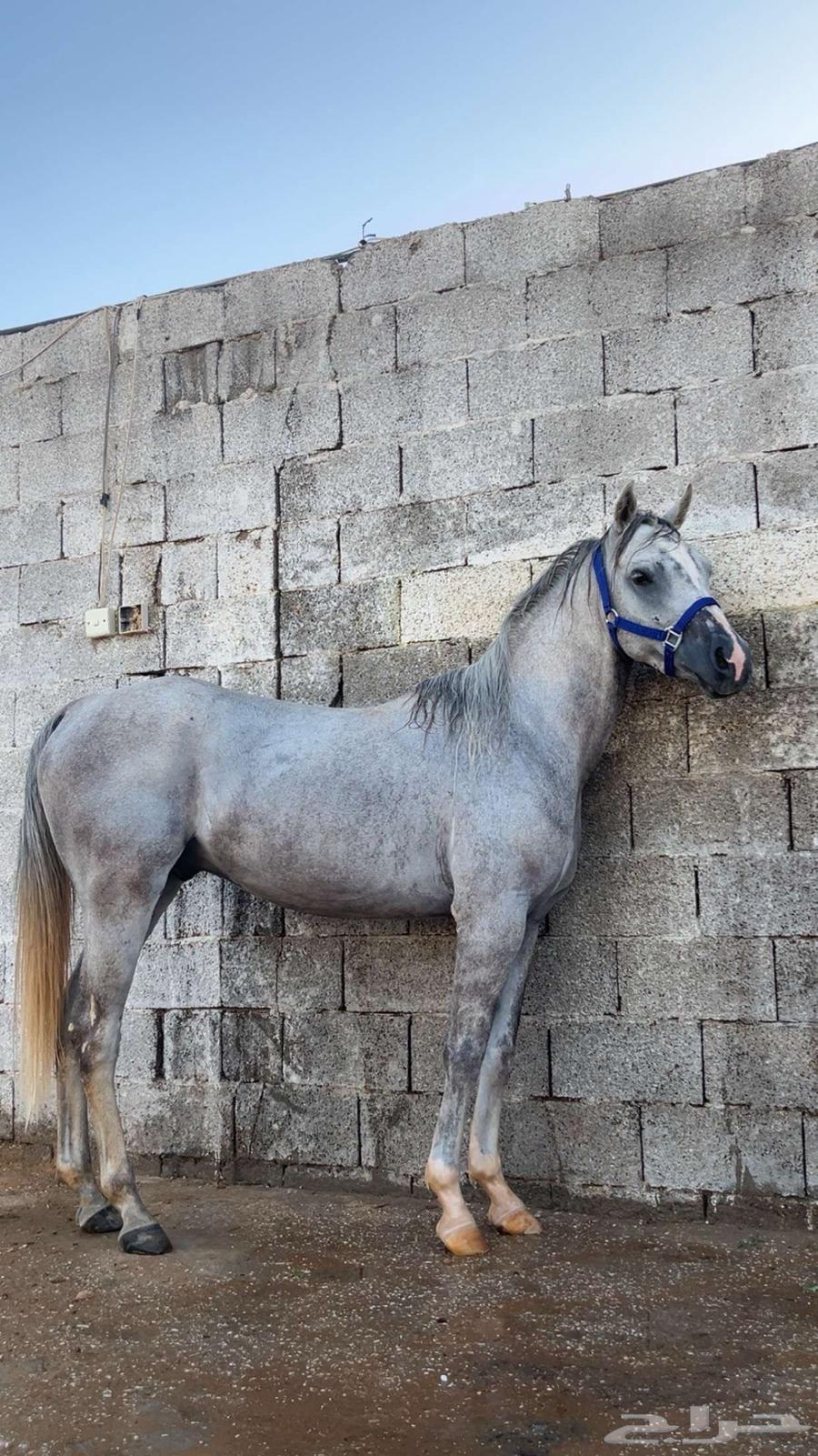 حصان شبعي للبيع هادي العمر 4الطول 6بلكات الون اصفر سليم64617163053187112