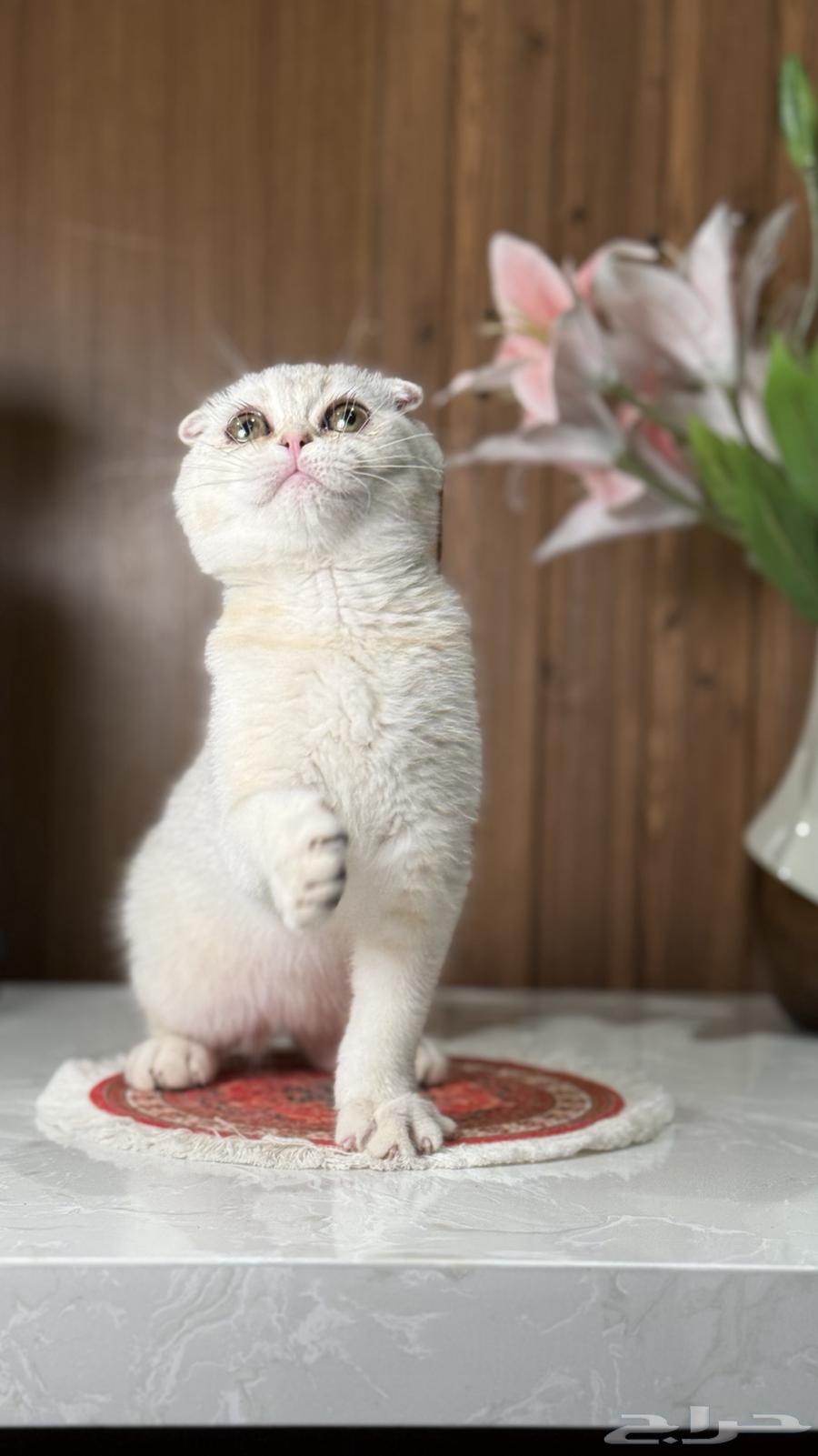 للبيع كيتن سكوتش تربل فولد64625160811777110