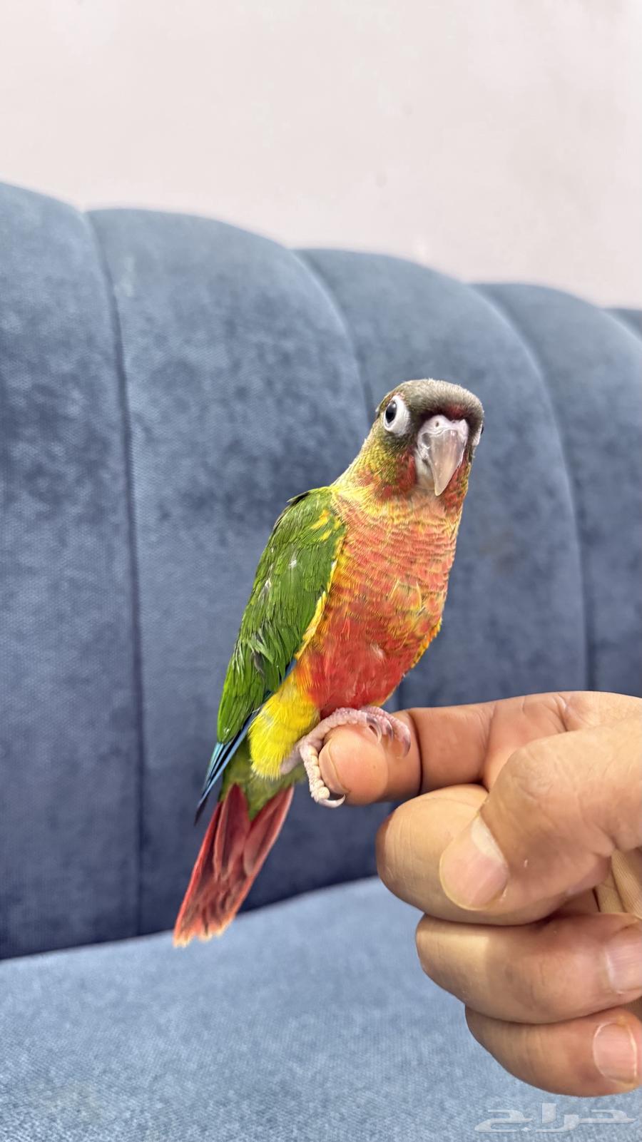 Yellow-Sided Conure Parrots64621129808513111