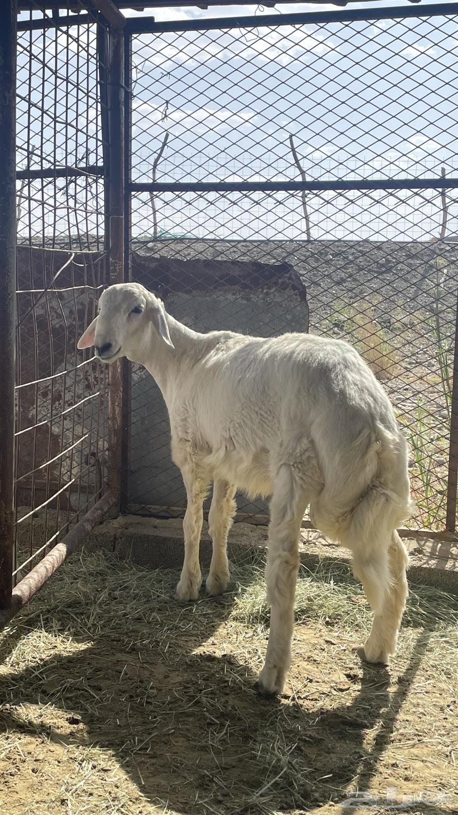 طليان حريات للبيع64621355405571113