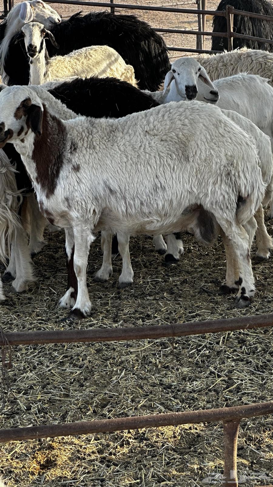 شياه 2 و خروف للبيع في ملهم64591080931458112