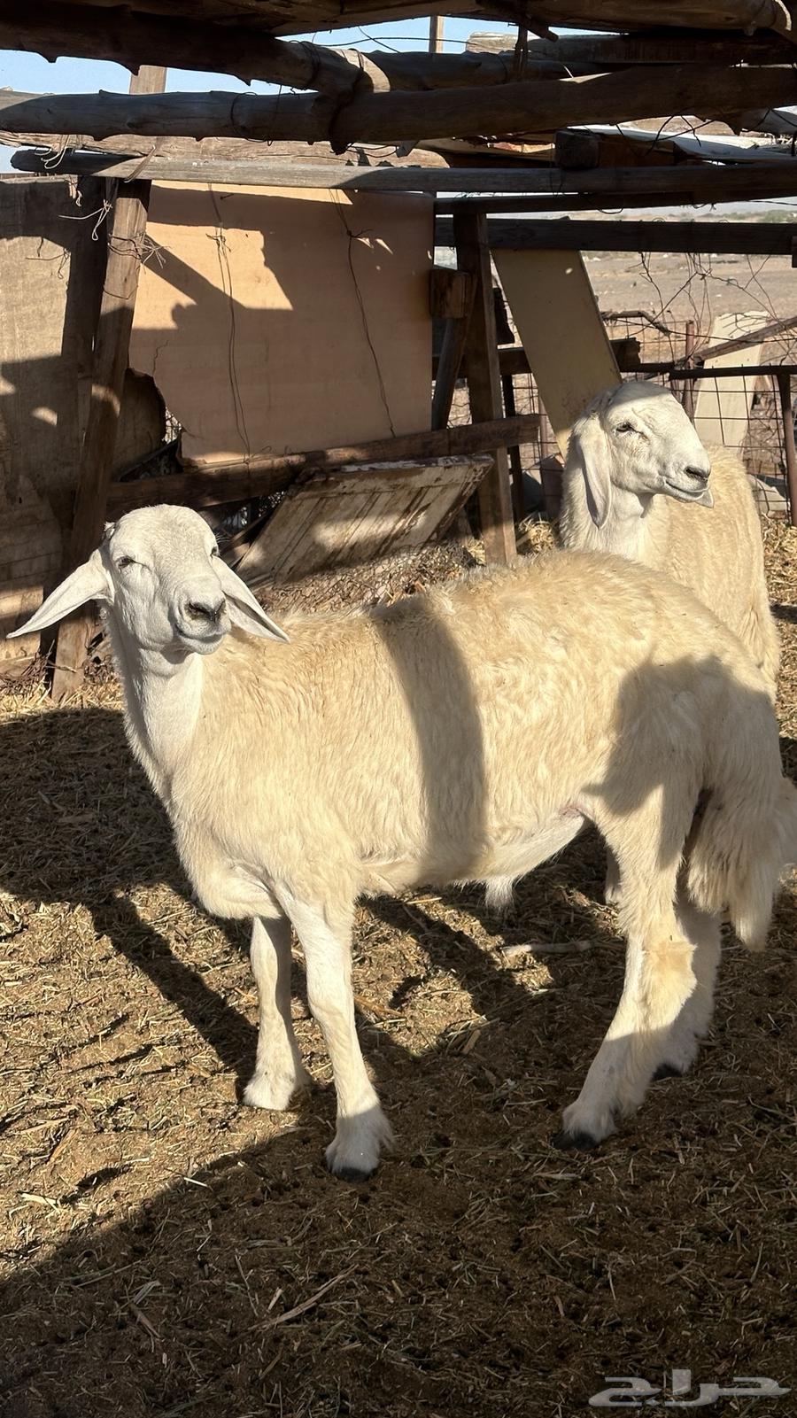 طليان حري فاخره ثلاجه ولضيوف64620855110274114