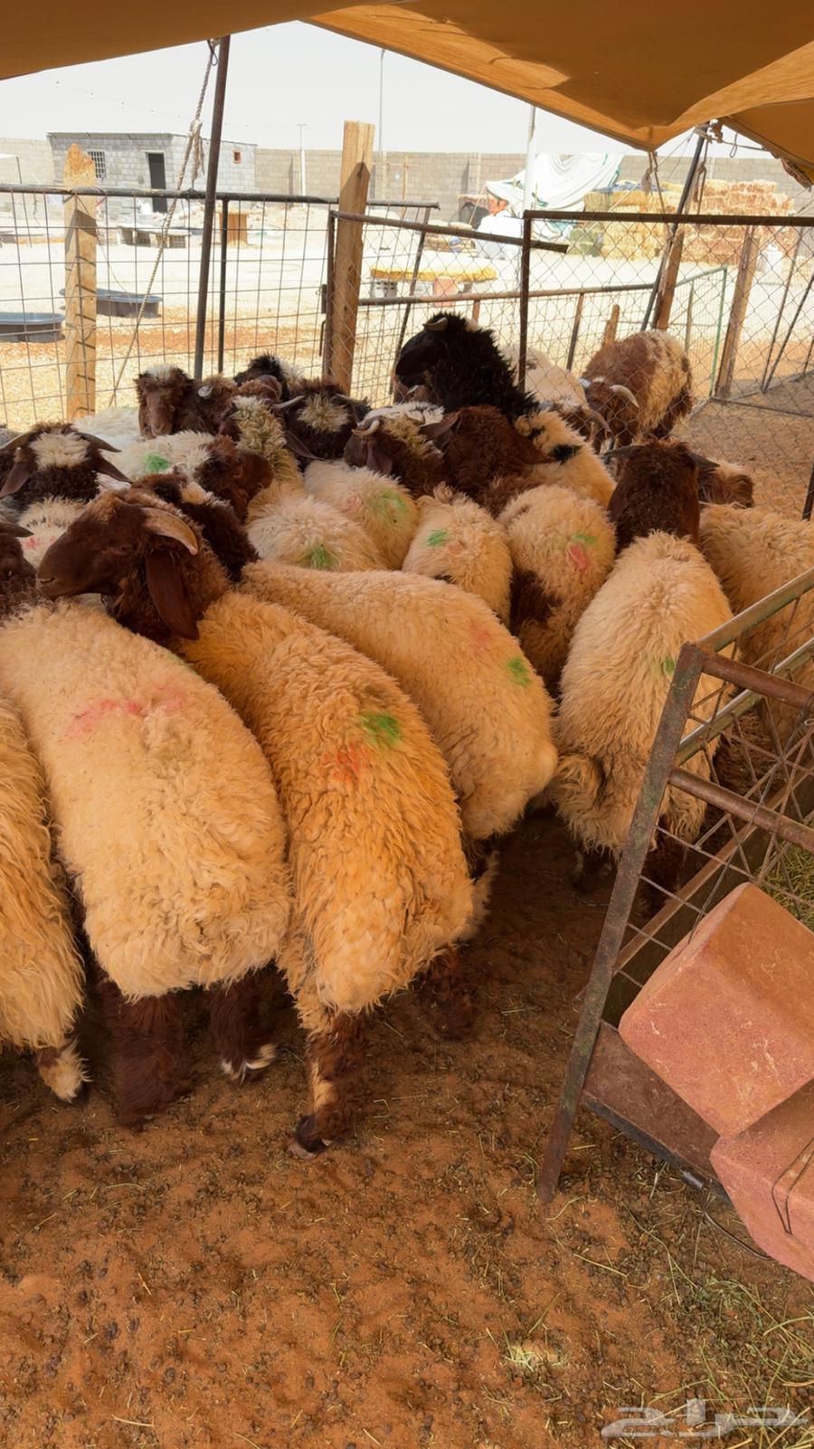 ذبايح نعيم بلدي تقييم 100 زبون64621617299970111