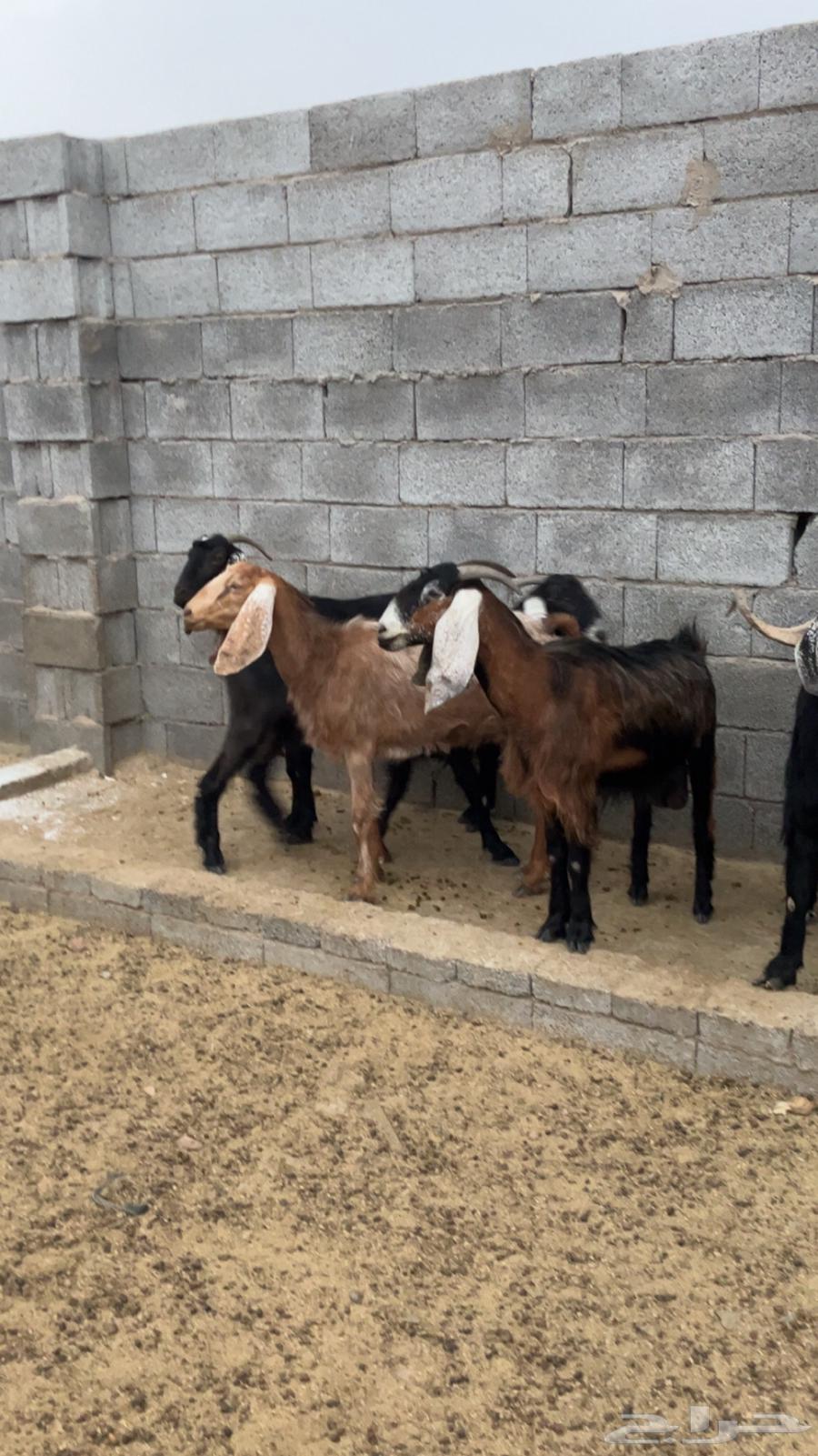 معزه للبيع64619492635906110