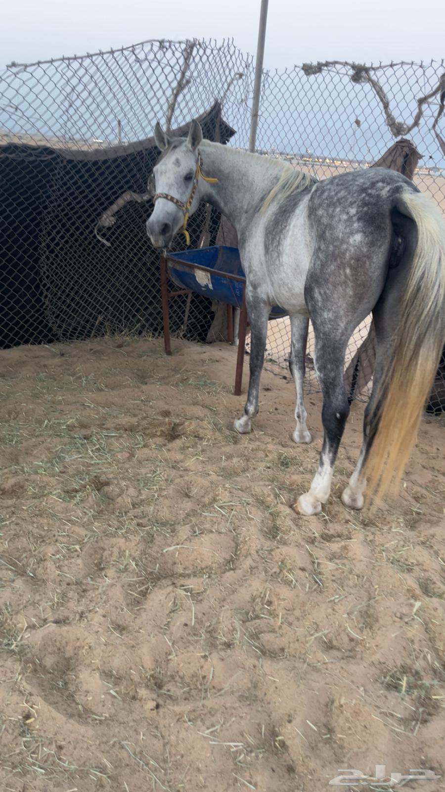 فرس شعبية شيخة64624450110210110