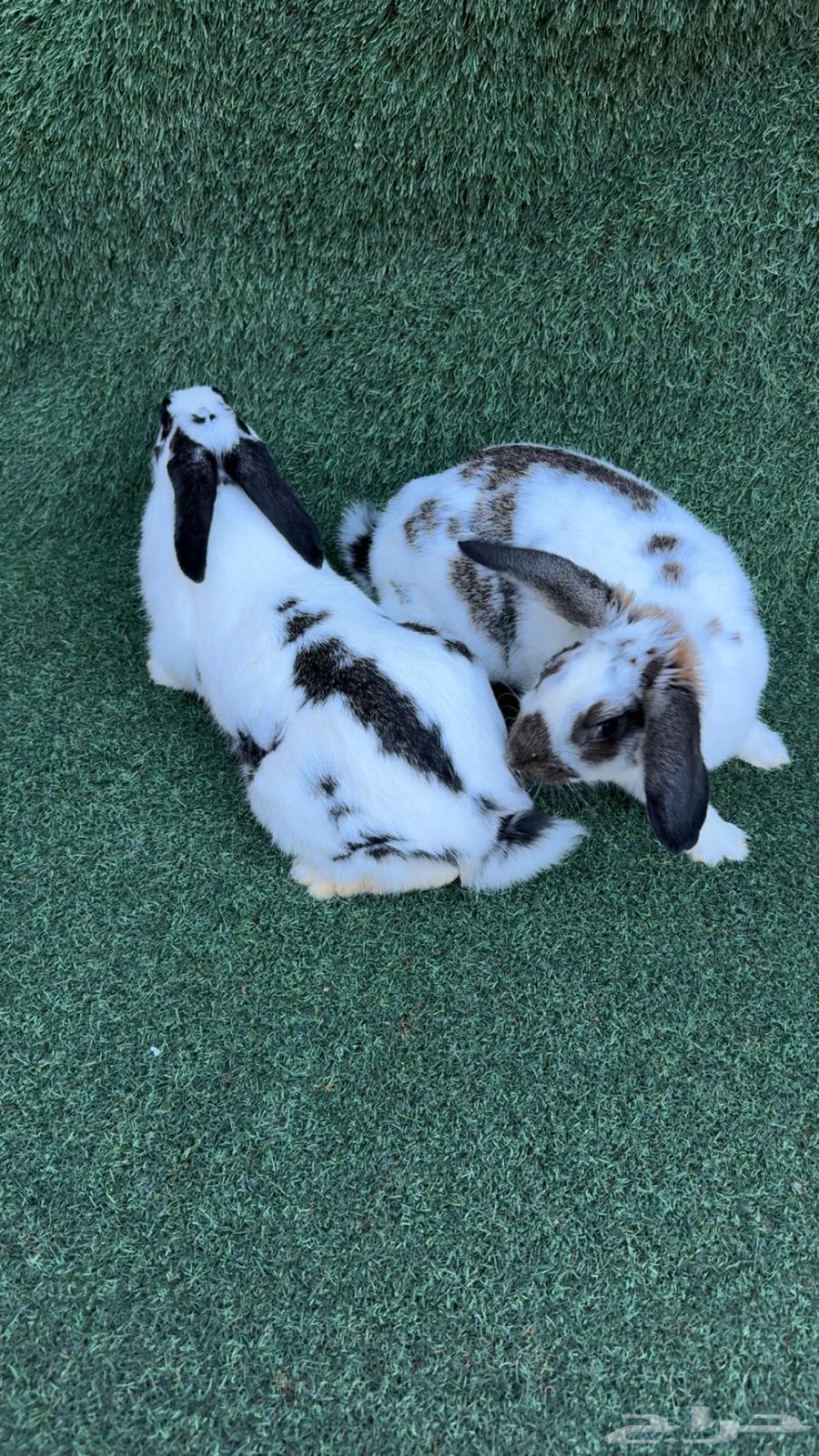 عرضين ارانب سلالات عملاقة (تم البيع)64619229766402112