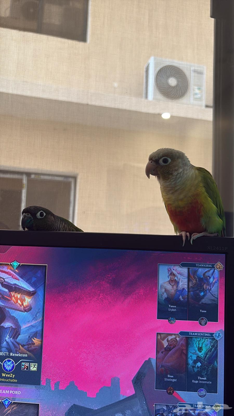 طيرين كنيور هدد داخلي بكامل الملحقات إلفين ولعوبين عمر سنه64621305097347113