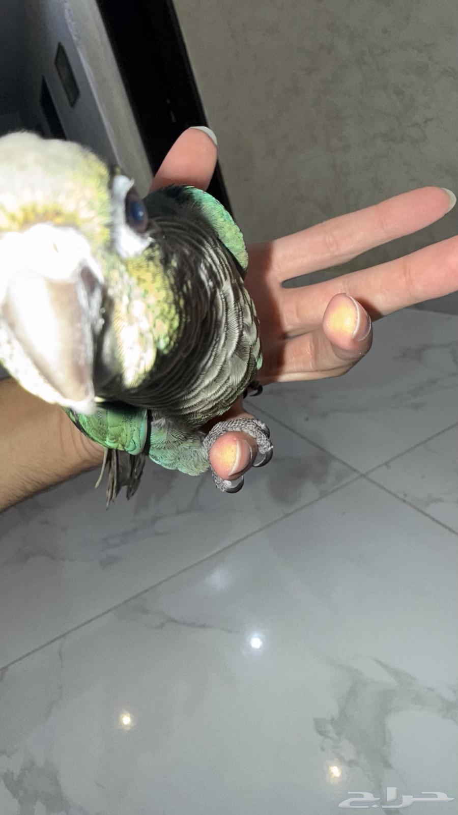 فرخ كنيور بلوشيك64622600270466111