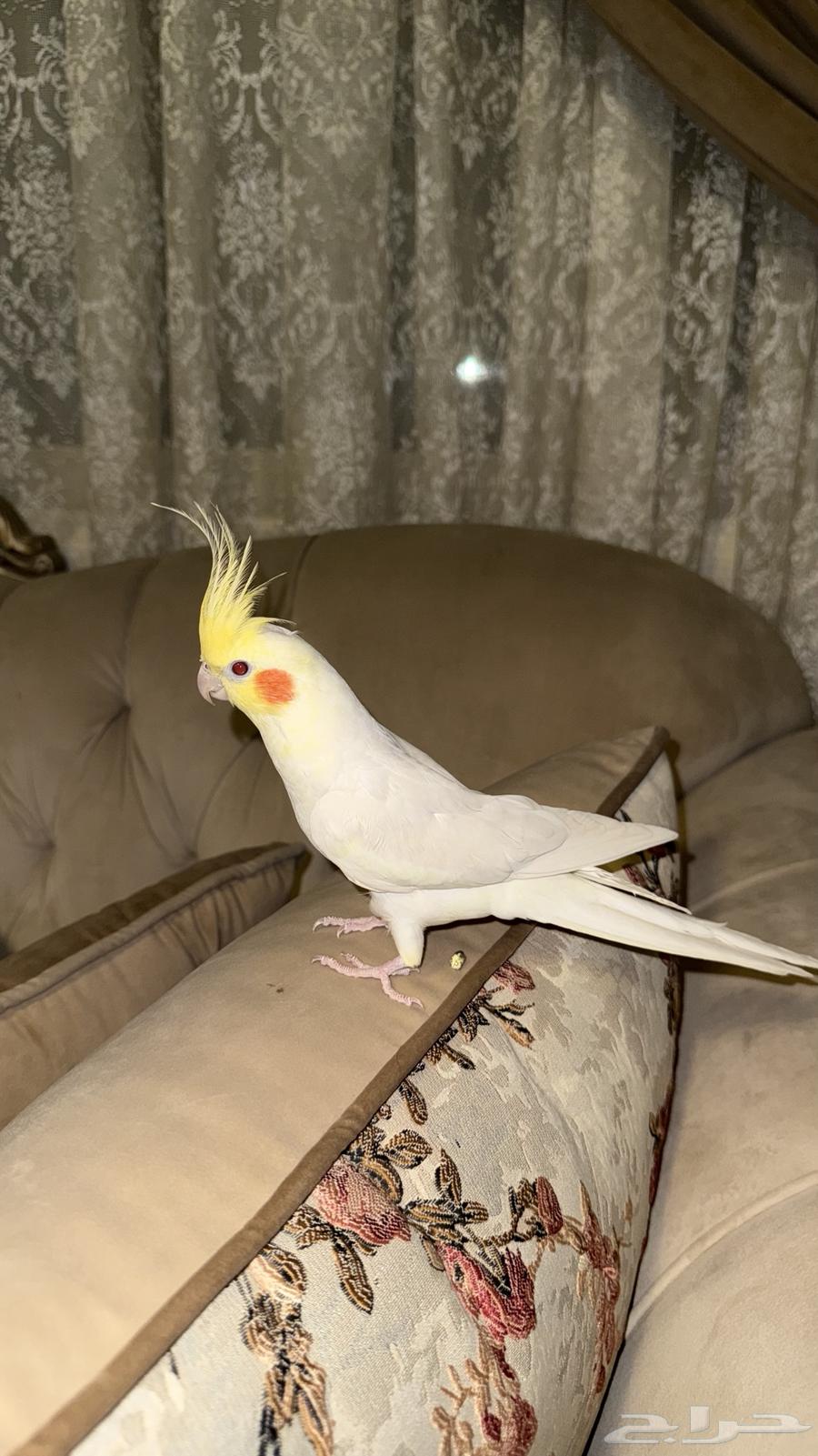 كروان لاتينو اليف64620255024387112