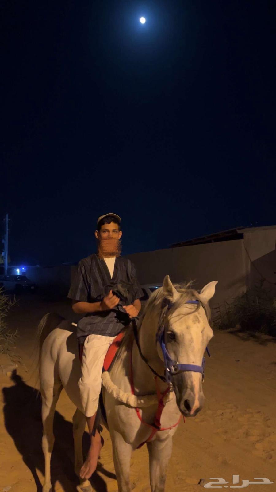 حصان شبعي للبيع هادي العمر 4الطول 6بلكات الون اصفر سليم64617163053187114