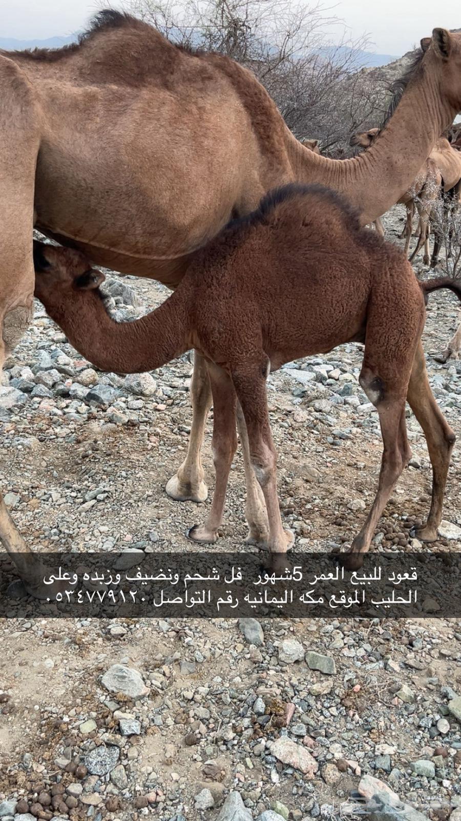 قعود للبيع عمره 5شهور سمين ونضيف64625038515330111