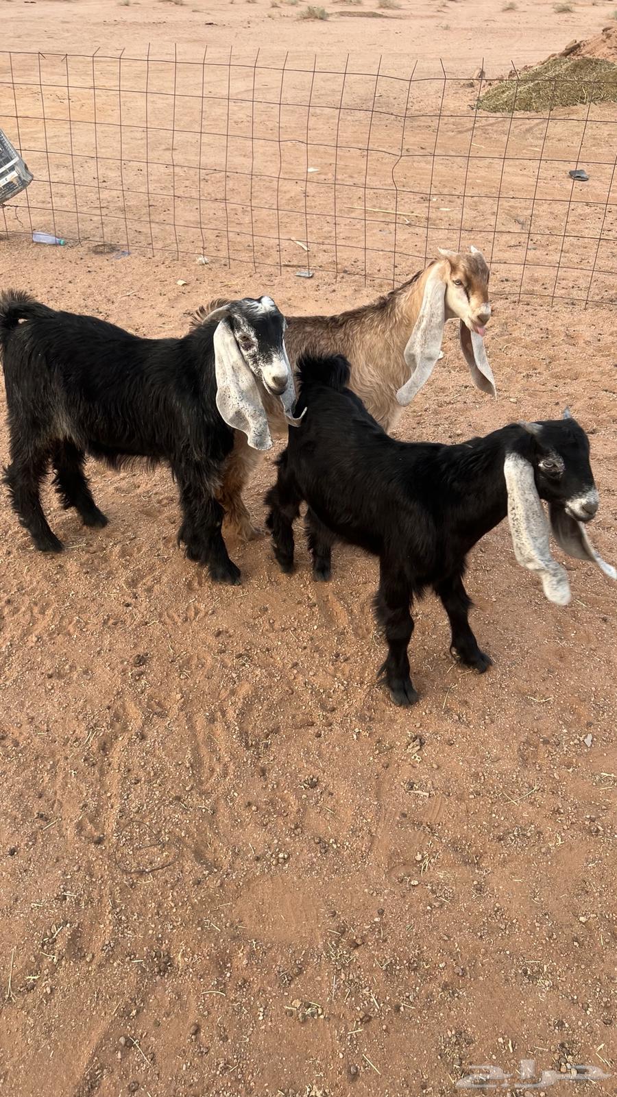 Tayous Mandi64612388219266111