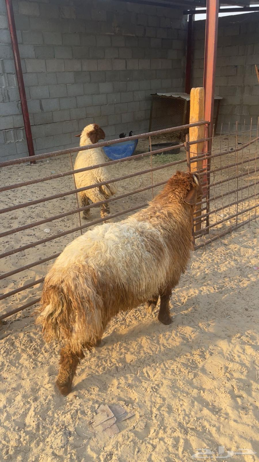 خروف نعيم64618277296641110