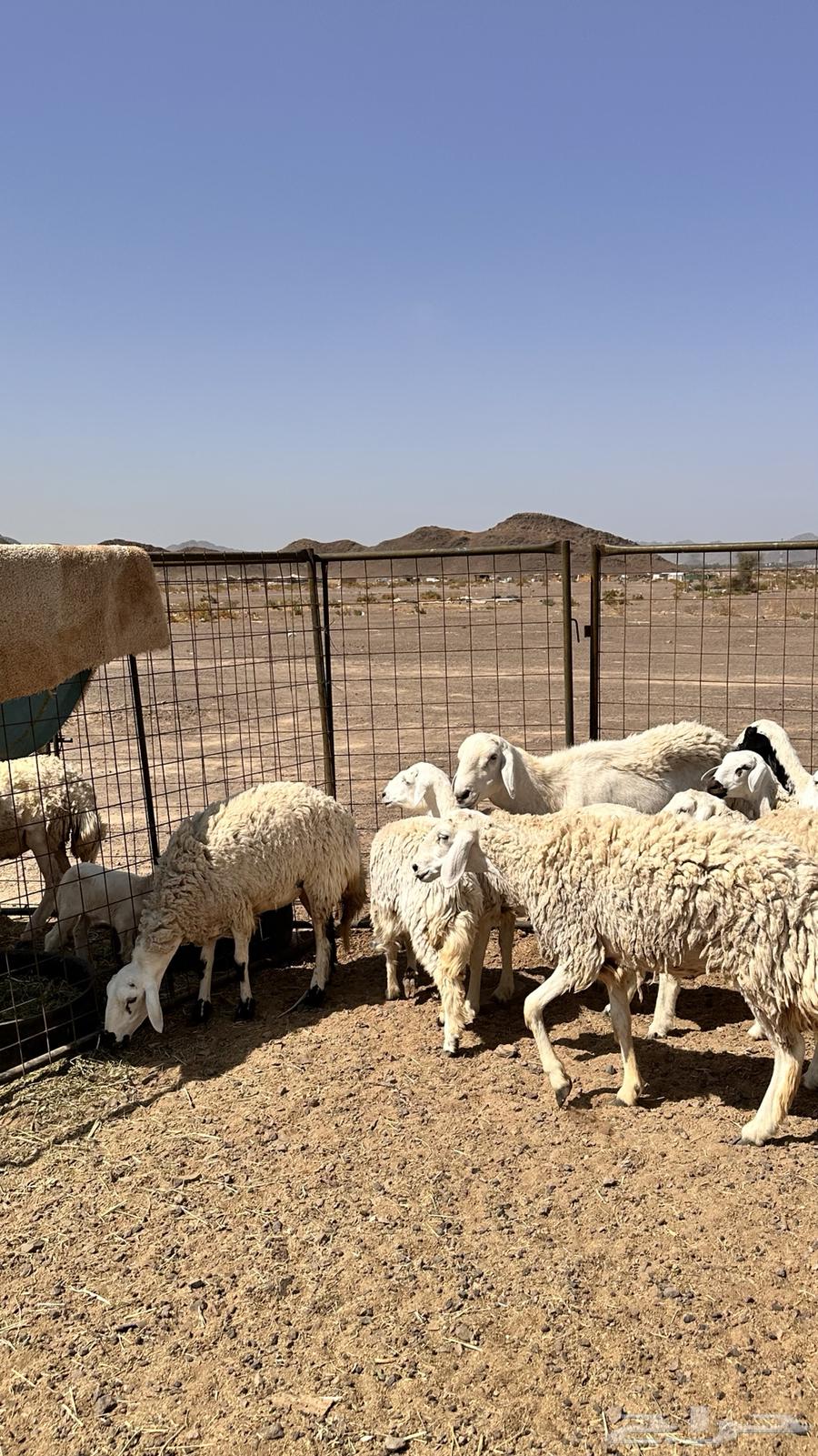 رخال بفحلها تم البيع بفضل الله تابع العضويه ليصلك كل جديد64619229736193112