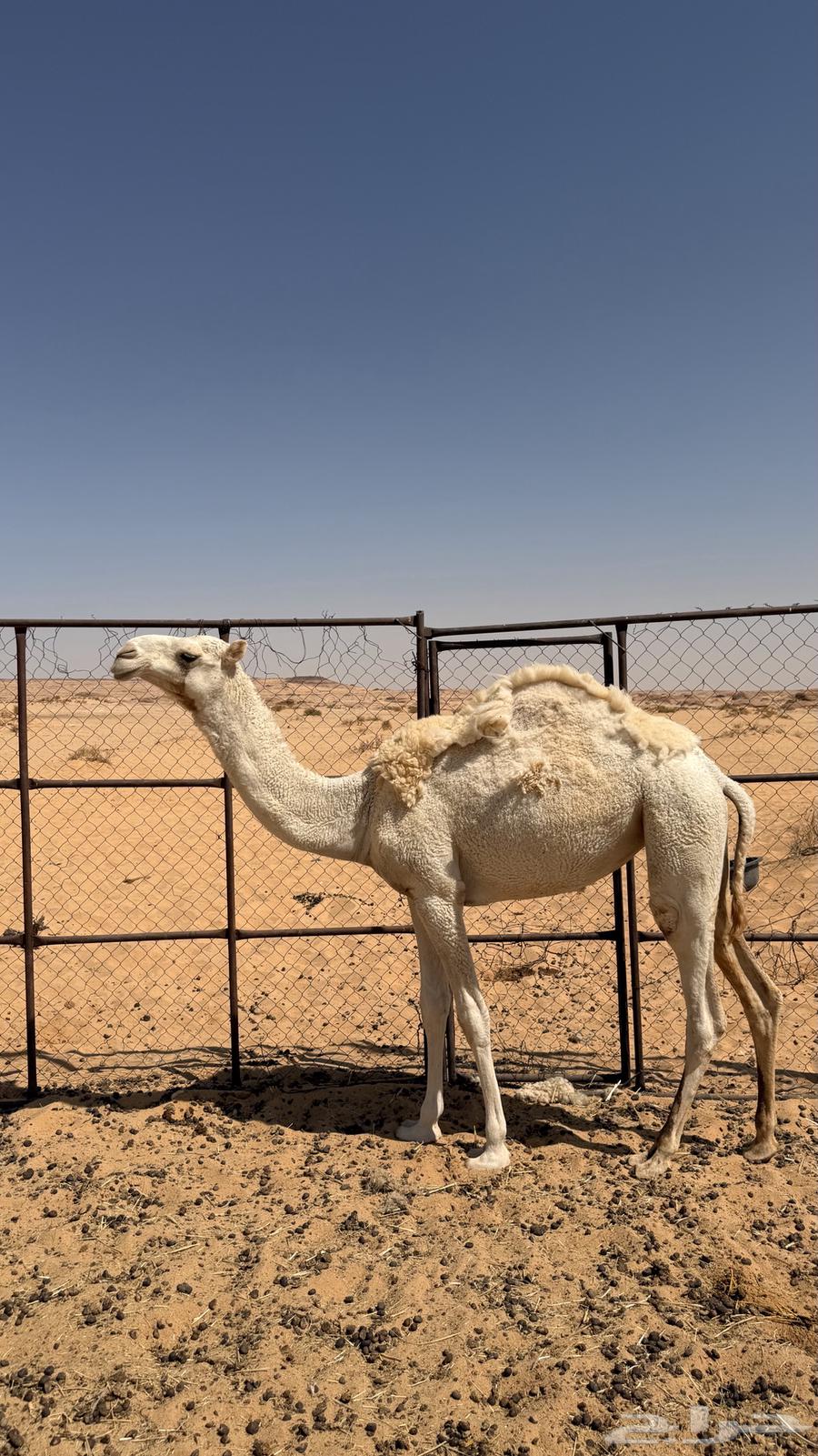 للبيع بكره رمانيه64621567406337111