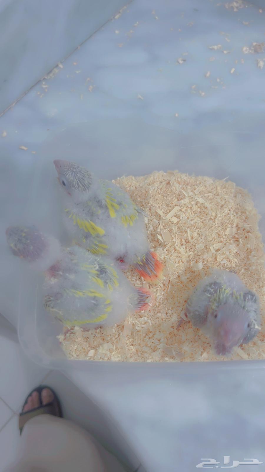 فروخ كنيور صن شك64619630237953110