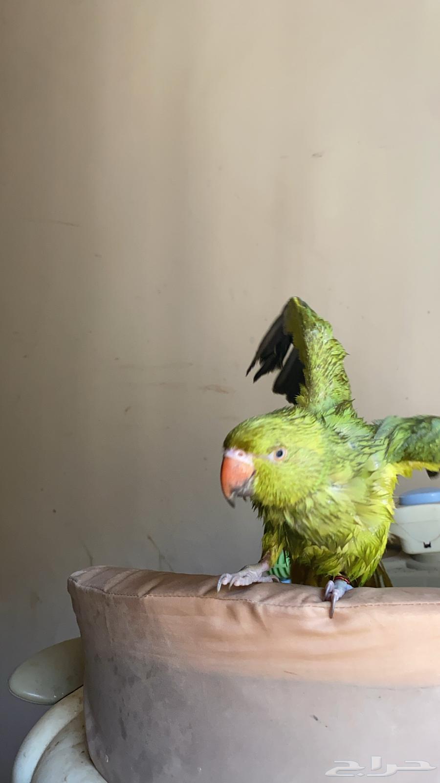 أنثى دره هندي اليف64618326742401113