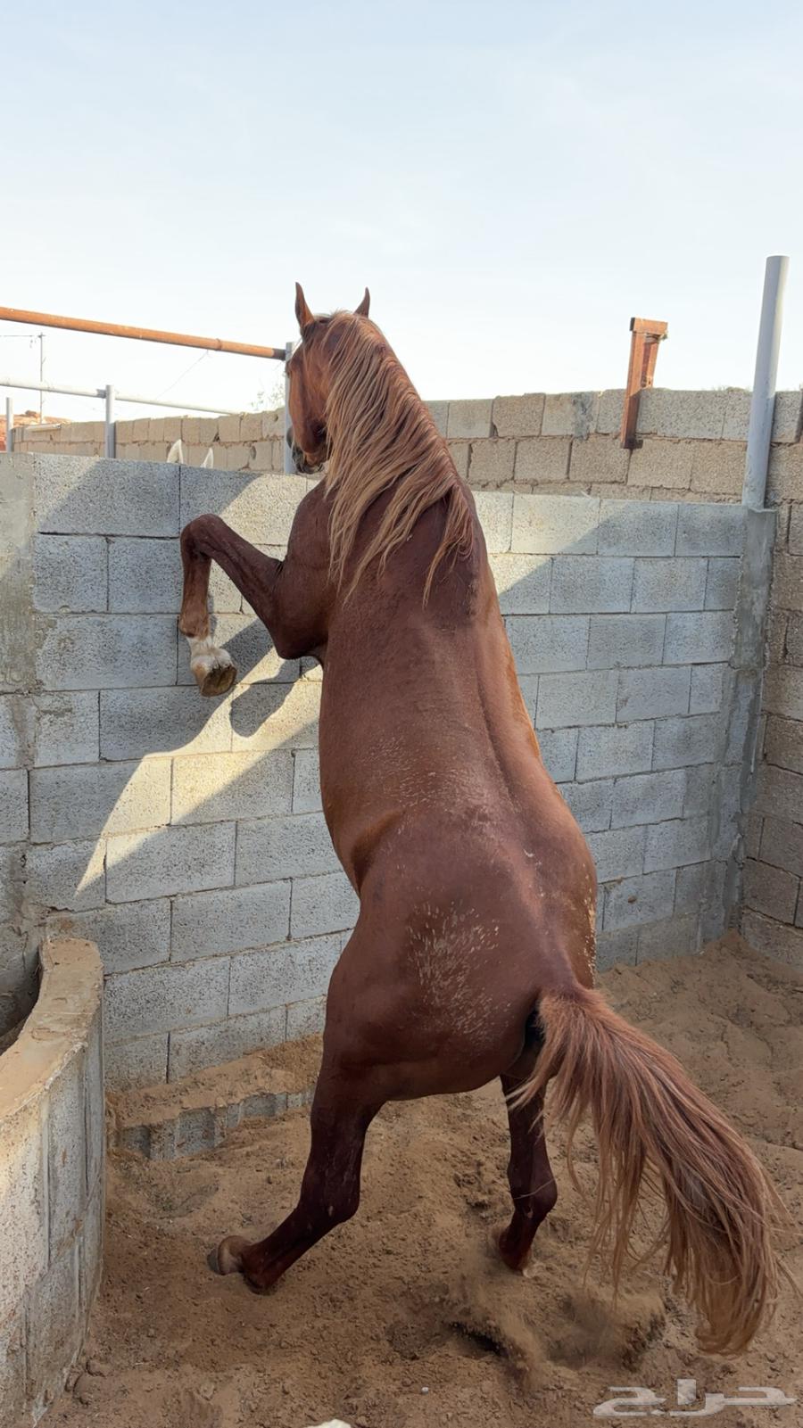 للبيع حصان شعبي جزيري64620279933187112