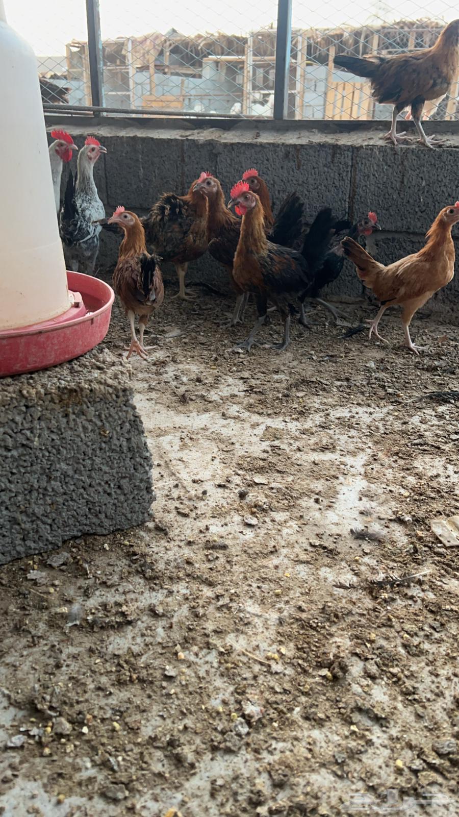 ديوك بلدي للبيع64623256966914111