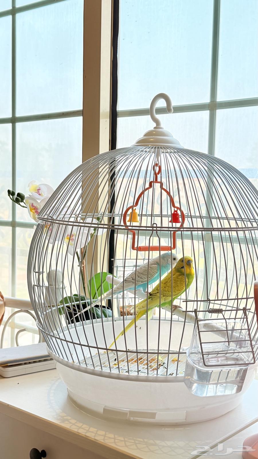 طيور البادجي كبل انثى وذكر شامل القفص والاكل64625197709186110