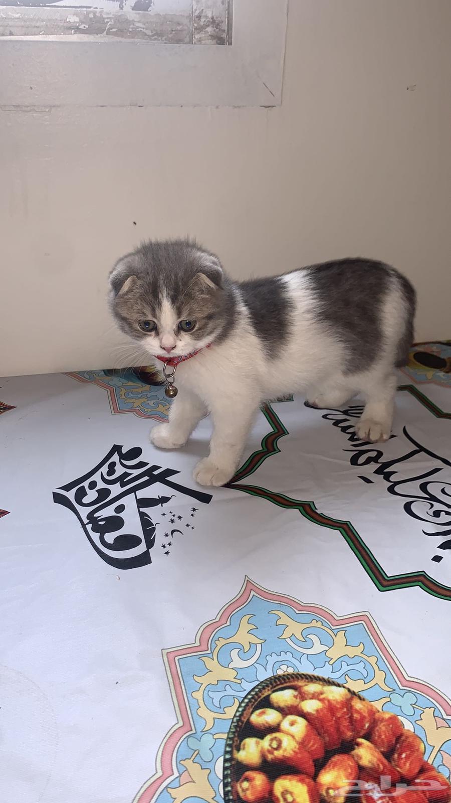 البيع قط سكواش فولد اليف64621167349250110