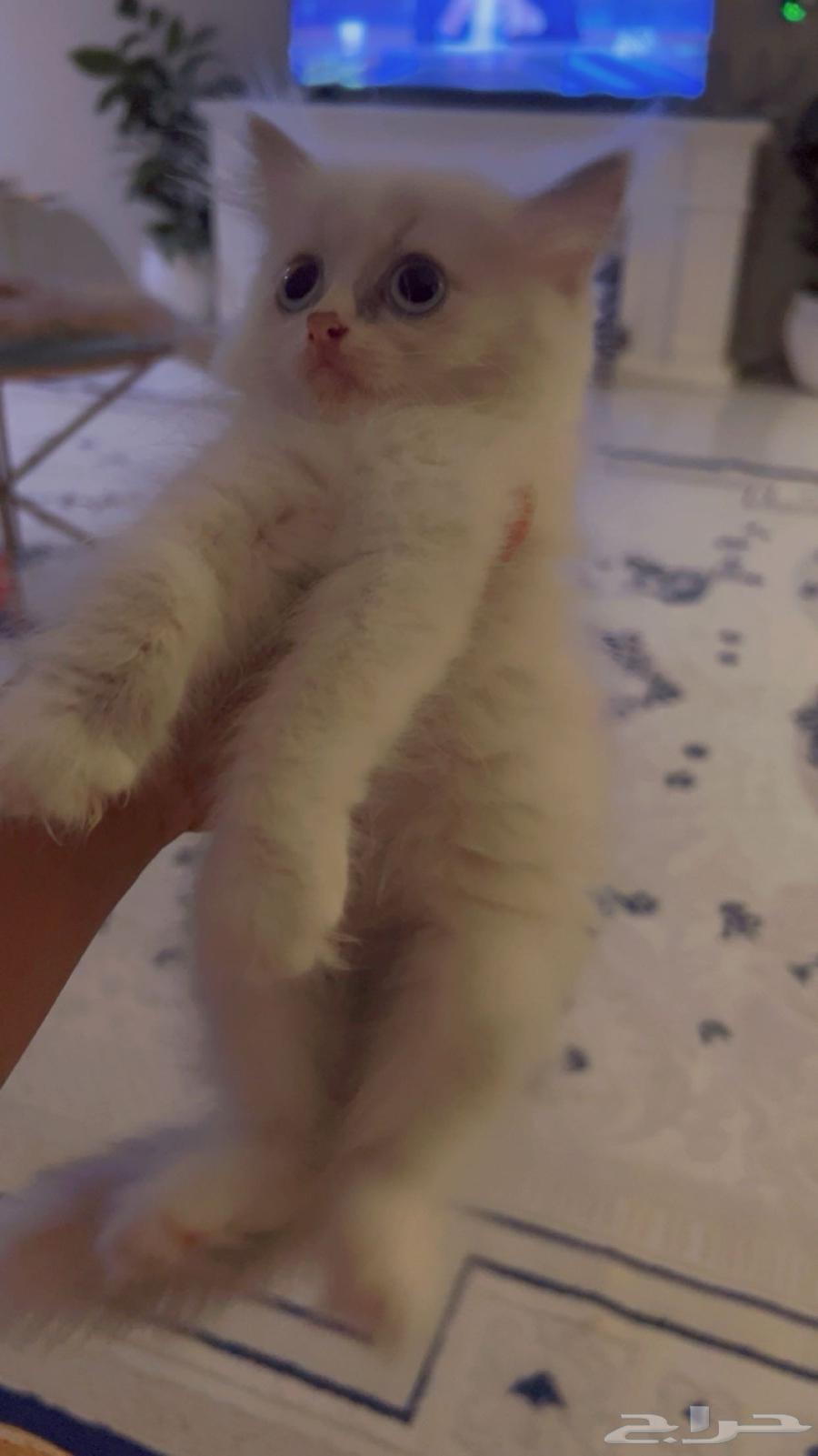 Cats64618252301825110