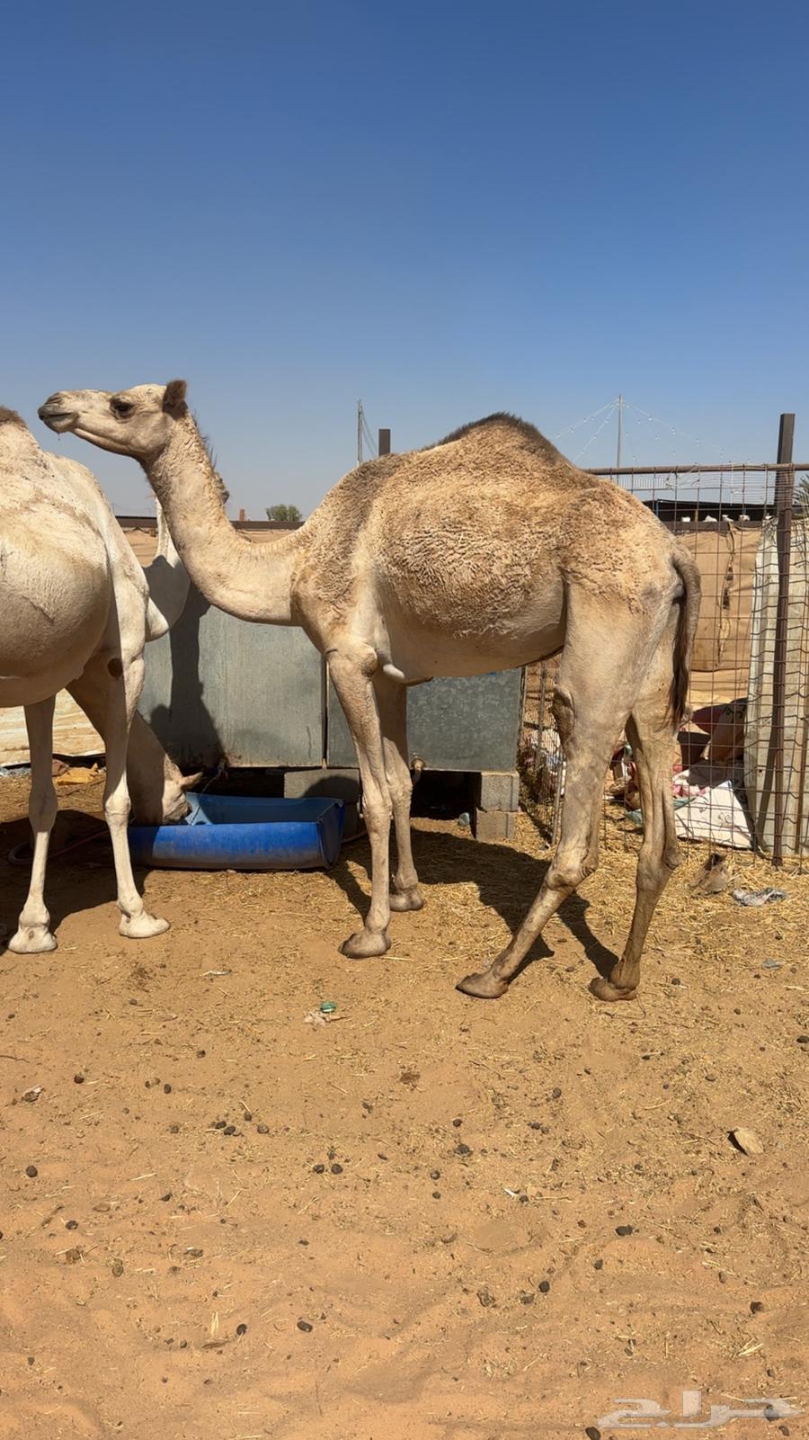 بكره للبيع64619480136962110