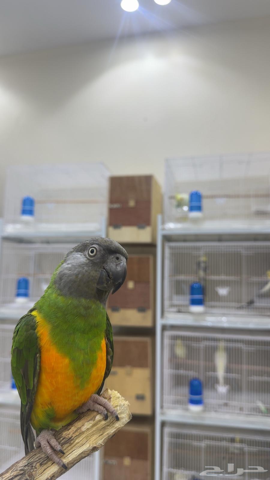 ببغاء سينغالي ( يوجد تابي وتمارا )64622450621057114