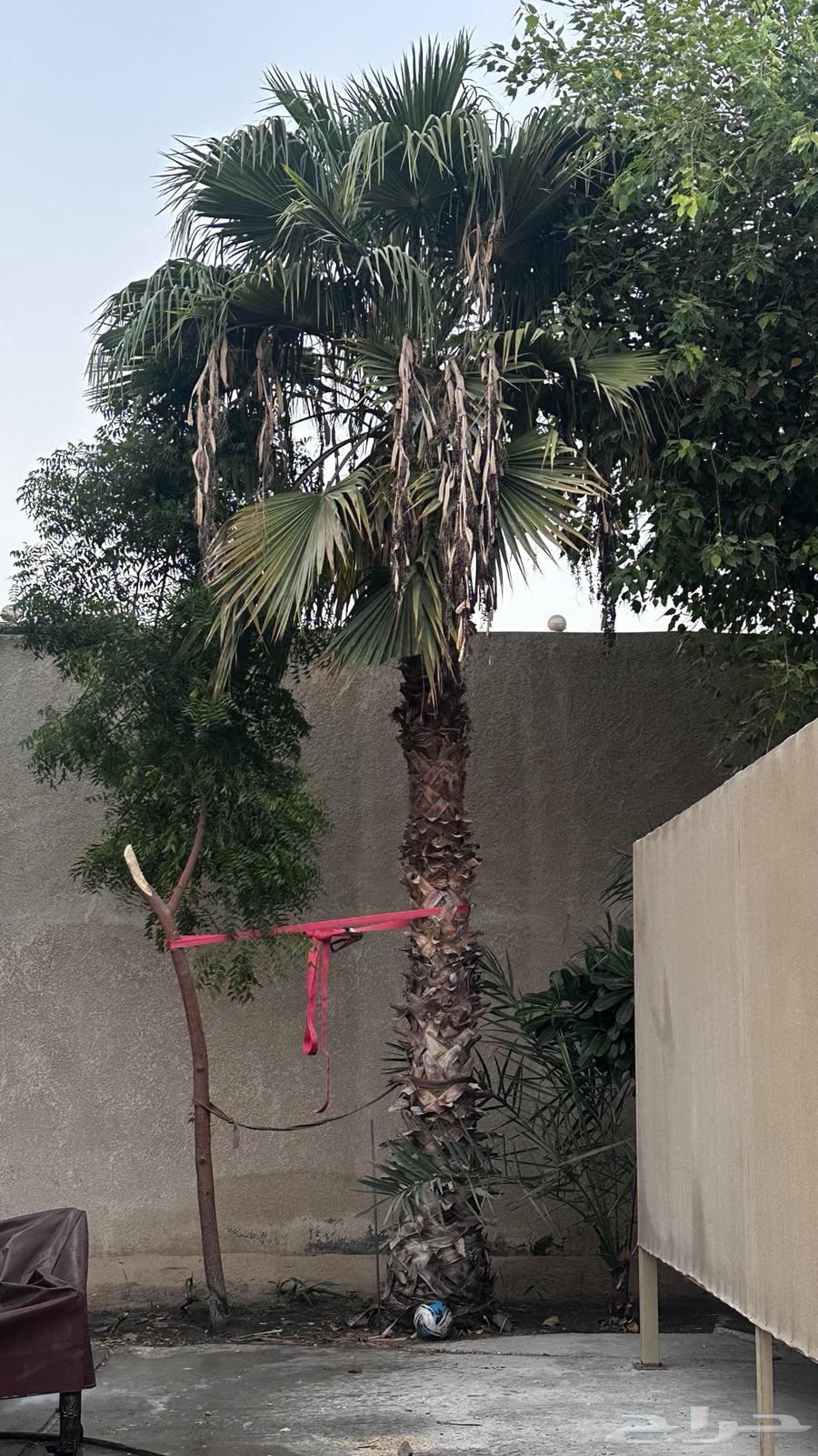 نخل واشنطن طويل64620830190721111