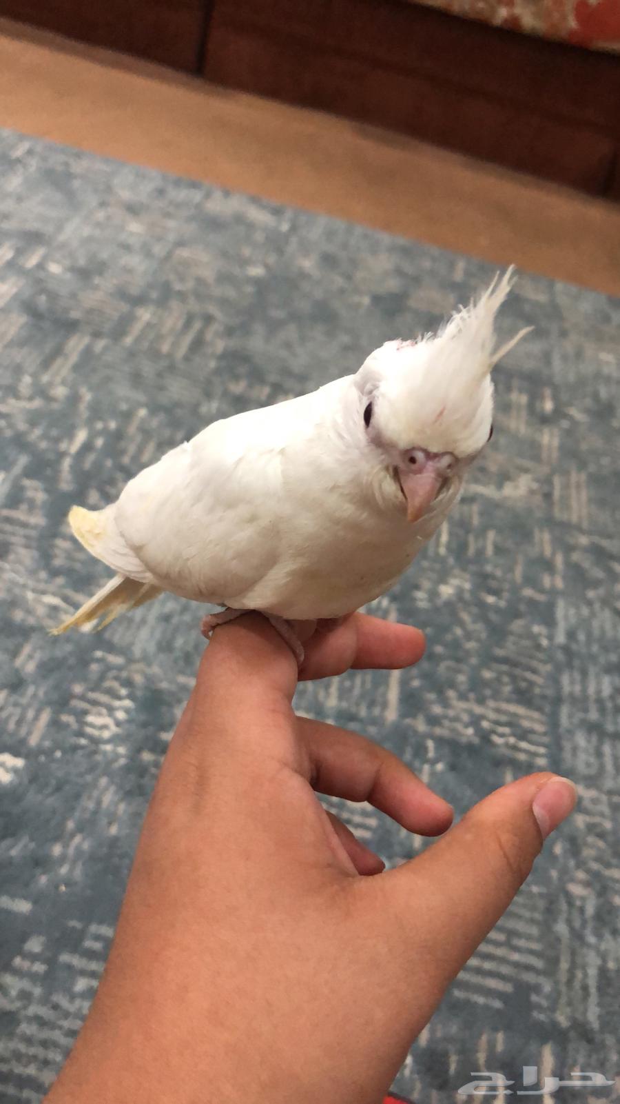 كروان البينو للبيع64622066654723111