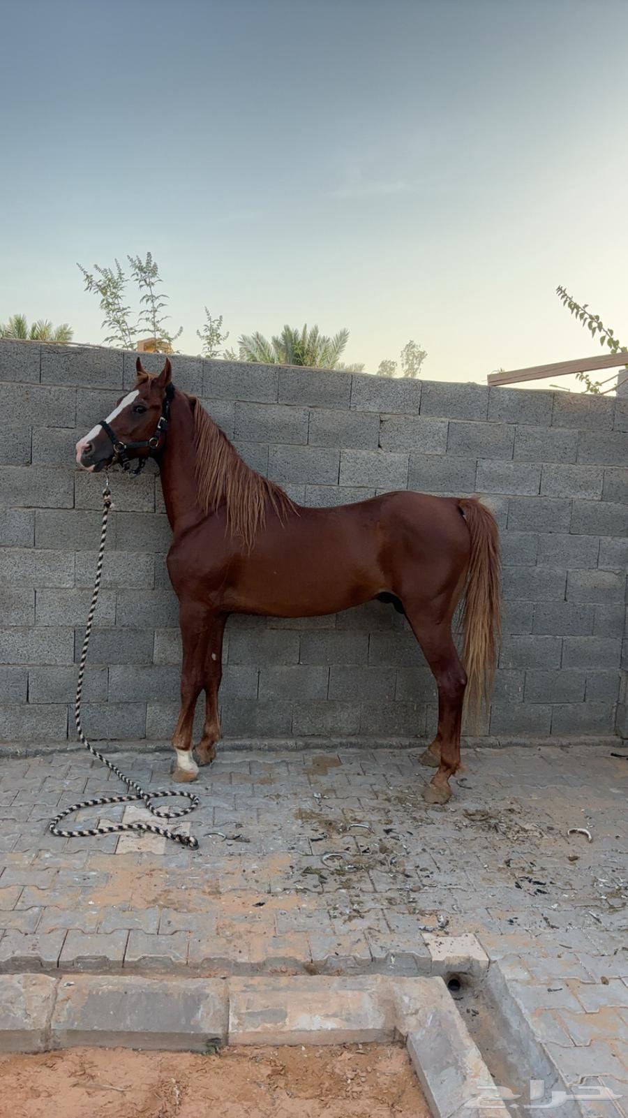 للبيع حصان شعبي جزيري64620279933187111