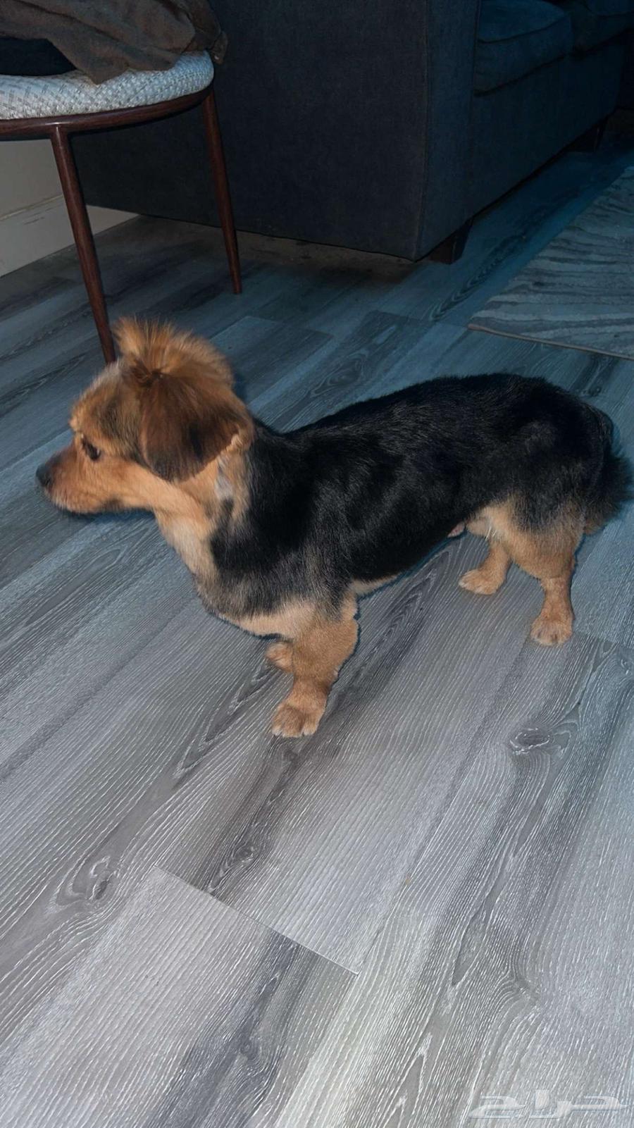 كلب للبيع64624462492289110